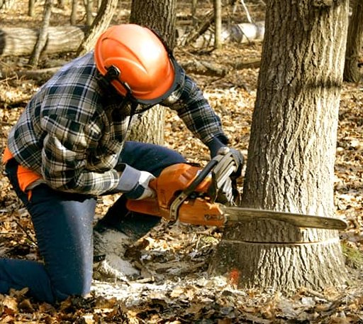 Tree Removal in Pep, TX